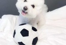 可愛賣萌的代表，比熊犬品種介紹-頭條楓林網