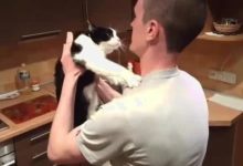 出差前把貓咪放在朋友家，一個月後再相見，主人被感動的說不出話-頭條楓林網