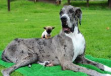 無奇不有：超級大狗和非常小的狗，上演「最萌身高差」，兩狗如何繁衍後代？-頭條楓林網