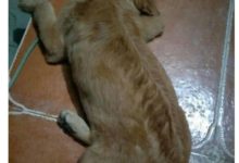 金毛見到「女朋友」被關，被主人強行拖回家後，每天都是這慫樣！-頭條楓林網