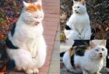 搓手的貓咪！因為氣溫低 流浪貓「搓手取暖」走紅網路-頭條楓林網