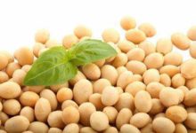 雜豆也屬於大豆類嗎？-頭條楓林網