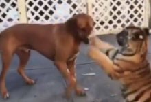 小老虎偷襲狗狗不成，反被狗狗一爪按到在地，主人當場笑噴-頭條楓林網