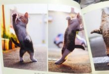 這國家是真愛貓啊-頭條楓林網