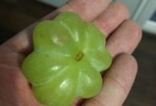 突破極限的奇葩水果-頭條楓林網