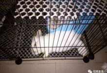 兔子吃蔬菜前必做的一步！少這一步就容易猝死！-頭條楓林網