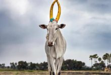 攝影師走遍世界，就為拍攝牛的雄偉照片-頭條楓林網