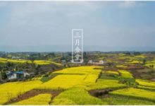 95％的蜂蜜摻假？為了打破這個魔咒，他用5年幹了一件事-頭條楓林網