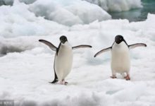 中醫藥與南極的故事：傳統方劑龜齡集助南極科考隊員恢復精力-頭條楓林網