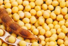 植物雌激素是個什麼東東？食物裡也有嗎？-頭條楓林網