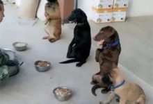 什麼？鏟屎官的這個小習慣，竟然剝奪了狗狗這項生存技能！-頭條楓林網