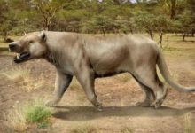 非洲大陸頂級的掠食動物-偉鬣獸-頭條楓林網