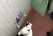 貓咪耍小脾氣躲到了洗手間不出來，後來小主人進去了之後它張開雙臂要抱抱！-頭條楓林網