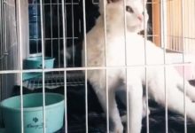 主人曬出逗貓的照片，網友開始覺得好玩，仔細看後，嚇得不敢說話-頭條楓林網