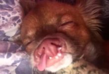 這隻天生唇裂的狗狗，在主人的照顧下變得更加自信了！-頭條楓林網