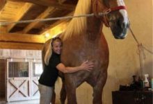 13個照了放大燈的巨型生物，金魚比海豚還大！-頭條楓林網