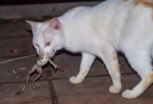 貓咪抓了一隻蛙給自己加餐-頭條楓林網