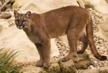 瀕臨絕種的史前猛獸，陸地短跑冠軍每小時96.6公里，在中國發現！-頭條楓林網