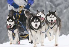 一直以來都「誤解」二哈了，哈士奇出現在南極是什麼樣子？-頭條楓林網