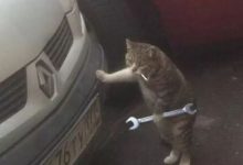 鏟屎官腦洞大開假想貓咪會修車，請社會貓修車，至少要十條小魚乾吧-頭條楓林網