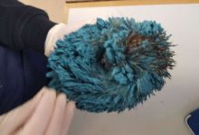 院子驚見會移動的藍色聖誕球，緊急救援才逃過死劫-頭條楓林網