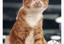 貓只有一條命，別等貓從32樓「飛」出去才發現-頭條楓林網