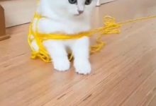 喵星人玩起了主人織圍巾的毛線球，殊不知把自己給捆起來了！-頭條楓林網