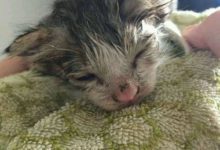 晚上下大雨，樓下聽到小貓微弱的叫聲，尋聲走去看到一幕讓人心塞-頭條楓林網