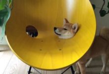 這些動物成精了，會賣萌不說，還這麼會搞笑-頭條楓林網