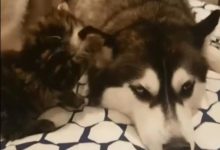 二哈被小奶貓纏上了，敢怒不敢言的模樣太搞笑了-頭條楓林網