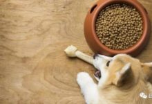 用肉粉做的狗糧，到底能不能給狗狗吃？-頭條楓林網