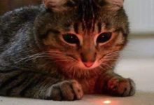 鏟屎官拿激光筆逗貓又逗狗，一舉兩得-頭條楓林網