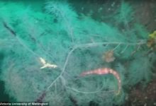 你所不知道的海底深處的秘密-頭條楓林網