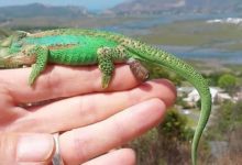 變色龍媽媽在飼主手上生了26個小寶寶-頭條楓林網