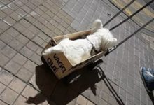 狗狗身體健康但它從來不自己走路，背後的真相讓人難以接受……-頭條楓林網