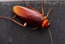 別覺得噁心！蟑螂奶未來或成為超級食品，營養價值是牛奶的4倍！-頭條楓林網