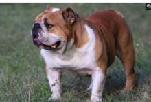 世界排名最危險的狗狗，被多國「禁養」，最後一隻應該排第一！-頭條楓林網