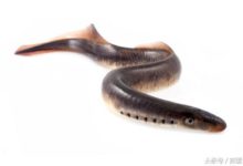 七鰓鰻與人共享逆轉脊髓損傷的基因-頭條楓林網