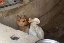 大白鵝跑狗窩捉弄狗狗，還把頭伸進狗嘴裡，跨種族愛戀讓人感動！-頭條楓林網