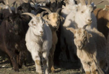 羊絨衫巨大價差背後的秘密：售價30美元和2000美元的羊絨衫究竟哪裡不一樣？-頭條楓林網