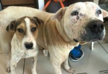 這個動物協會救援了15000隻貓和狗，現在依舊在救援的路上-頭條楓林網