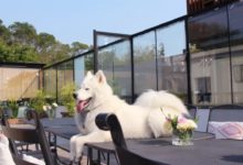 這薩摩耶生活的特別小資、優雅！狗生就該如此。-頭條楓林網