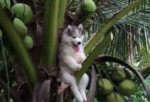 哈士奇用嘴剝椰子，網友看了忍不住笑噴：20萬裝修計划了解一下？-頭條楓林網