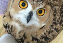 這些就是可以讓大家「真正認識貓頭鷹」的爆笑事實，你值得擁有-頭條楓林網