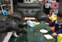 狗狗一邊陪著小主人玩，一邊趁他不注意的時候偷吃蛋糕，真是個十足的吃貨！-頭條楓林網