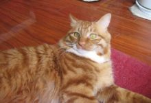 貓咪從自己家裡偷魚，叼著送到鄰居家當禮物，主人卻一點不生氣！-頭條楓林網