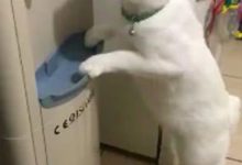 喵星人玩飲水機玩上癮，讓鏟屎官無奈在飲水機後裝上開關！-頭條楓林網