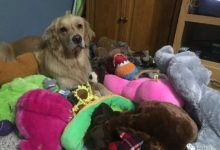怎麼教狗狗玩玩具？-頭條楓林網