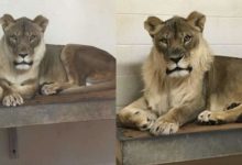 可能患有心臟衰竭的雌獅與鬃毛-頭條楓林網