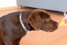 主人給狗狗吃檸檬，當它吃完檸檬後，舌頭都酸麻了！-頭條楓林網